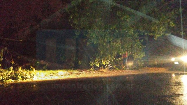 Paraná: árboles caídos y viviendas anegadas por el temporal