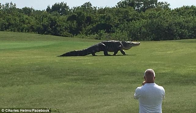 Una empleada del campo de golf