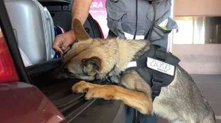 El perro de la Aduana que encontró los dólares.