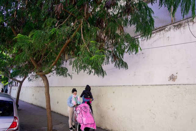 Arbolado público: piden que el municipio evite plantar una especie invasora