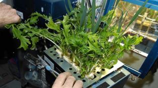 Todo comenzó en los 70 cuando científicos de Estados Unidos y Rusia se unieron para desarrollar plantas en el espacio.