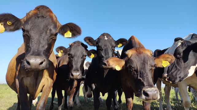 La Jersey es una raza que se caracteriza por ser de menor tamaño