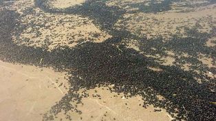 Una marea de escarabajos invadió la orilla de la playa de Mar de Ajó
