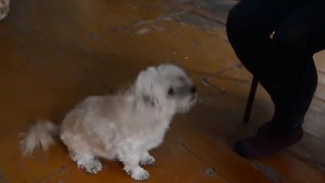 Una perra que dice mamá a su dueña cuando necesita algo