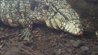 El ejemplar de lagarto overo rescatado este martes por los Bomberos Zapadores del motor de un vehículo en zona sur. Hoy está en Mundo Aparte.