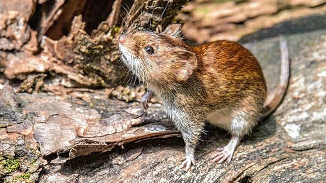 El ratón colilargo es el transmisor del hantavirus. El ratón colilargo es el transmisor del hantavirus.