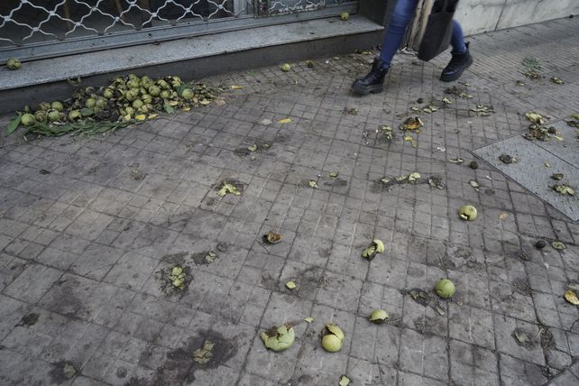 El viento azotó los nogales americanos y las nueces negras poblaron las veredas.