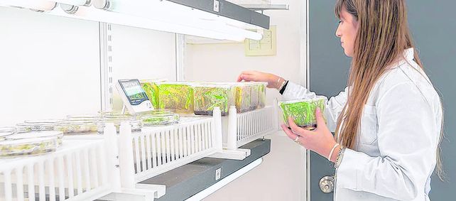 Biología. Las empresas de base científica participan del desarrollo de nuevas estrategias para enfrentar la problemática de las malezas resistentes a herbicidas.