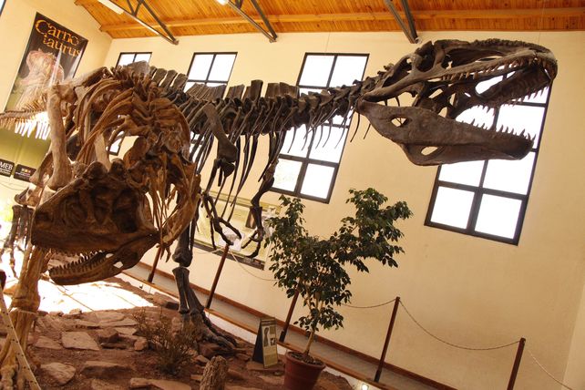 Atractivo. &nbsp;El museo Ernesto Bachman muestra réplicas del Carnotaurus y del Giganotosaurus Carolinii