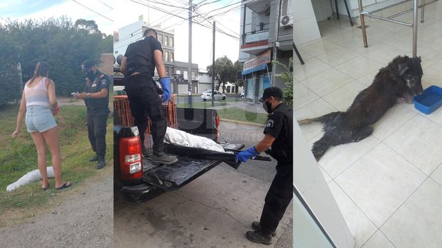 El perro rescatado en Recreo y también el de la ciudad de Santa Fe