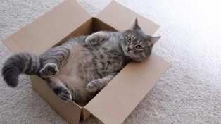 Los gatos son los animales más adoptados por los seres humanos