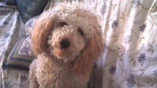 El día que un caniche cayó de un piso 13 y causó tres muertes
