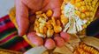 buscan conservar semillas criollas y nativas para preservar la diversidad genetica buscan conservar semillas criollas y nativas para preservar la diversidad genetica