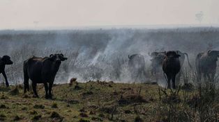 Fernández irá a las zonas afectadas por los incendios