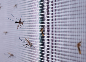 Alerta, dengue: cómo alejar los mosquitos de casa y evitar su reproducción