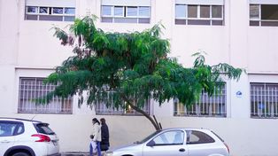 Pese a ser una especie invasora, la leucaena forma parte del arbolado urbano de Rosario.