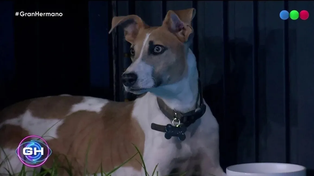 Gran Hermano: proteccionistas denuncian que Arturo, el perro que ingresó al reality
