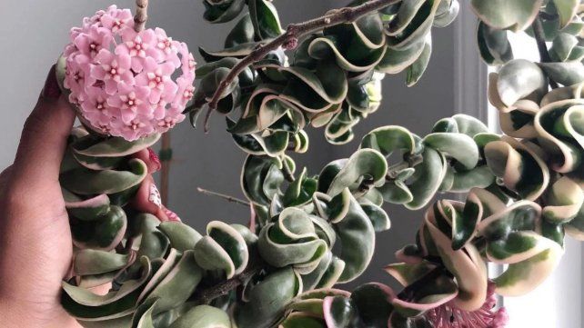 Cuáles son las tres plantas suculentas que florecen en el hogar