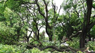 El temporal dejó gran cantidad de ramas y árboles caídos en Rosario.