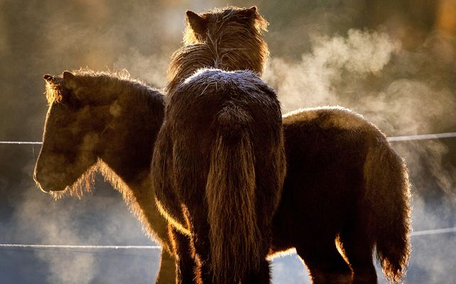 El vapor de caballos islandeses se eleva