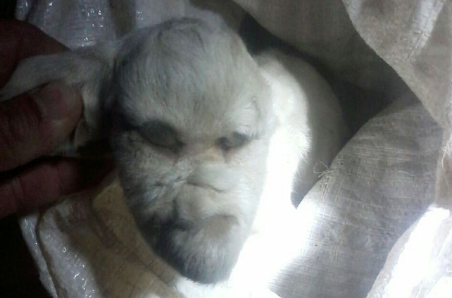 Las impactantes imágenes de un cabrito con rasgos humanos