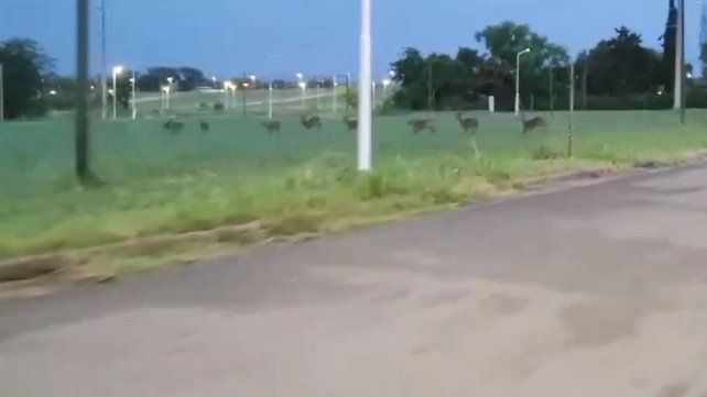 Los ciervos axis fueron captados en la zona del Seminario de Paraná. Los animales deambulaban en busca de alimento.&nbsp;