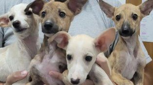 Una entidad santafesina incentiva la adopción de galgos