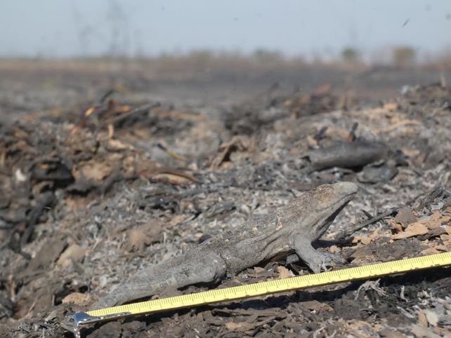 Científicos advierten sobre el colapso inminente de la biodiversidad de los humedales