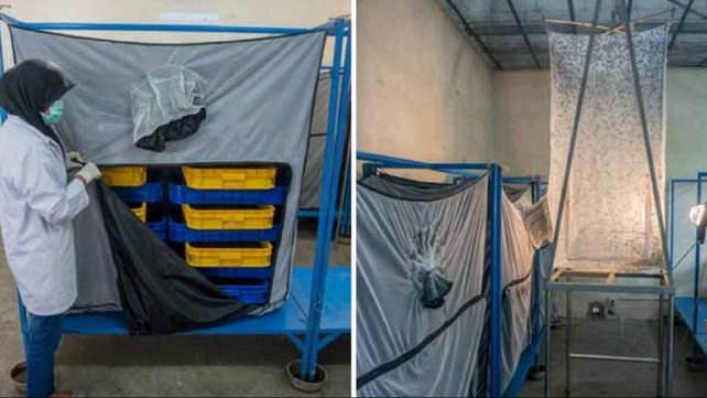 Mosca soldado negra: una especie para reciclar residuos y producir biodiesel
