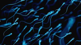 nadando. Millones de espermatozoides buscan fertilizar el óvulo cada vez que hombre y mujer tienen relaciones