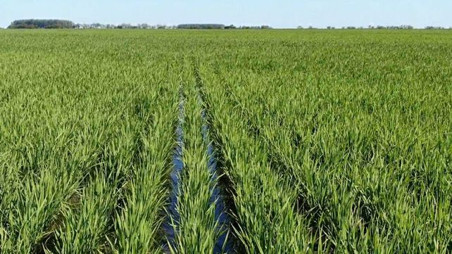 El caso más extremo es el del arroz