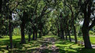 Este lunes la provincia celebra el Día del Árbol Entrerriano