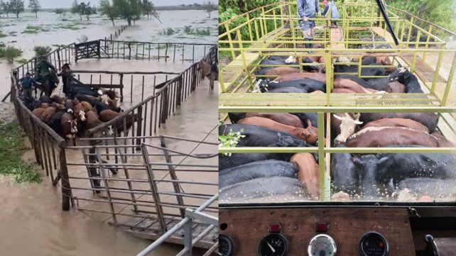 Piden a productores que preparen un plan de acción de evacuación de hacienda por la crecida del río Paraná.