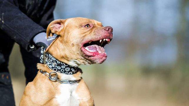 Policía mató a un Pitbull que lo atacó y fue denunciado