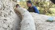 Hallan en San Pedro el colmillo más largo de un mastodonte de 500 mil años: cuánto mide