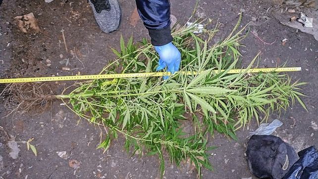 En los allanamientos por narcomenudeo se halló un trozo de marihuana y planas de cannabis