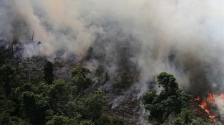 Amazonas: una especialista explica  el impacto de los incendios en el Amazona