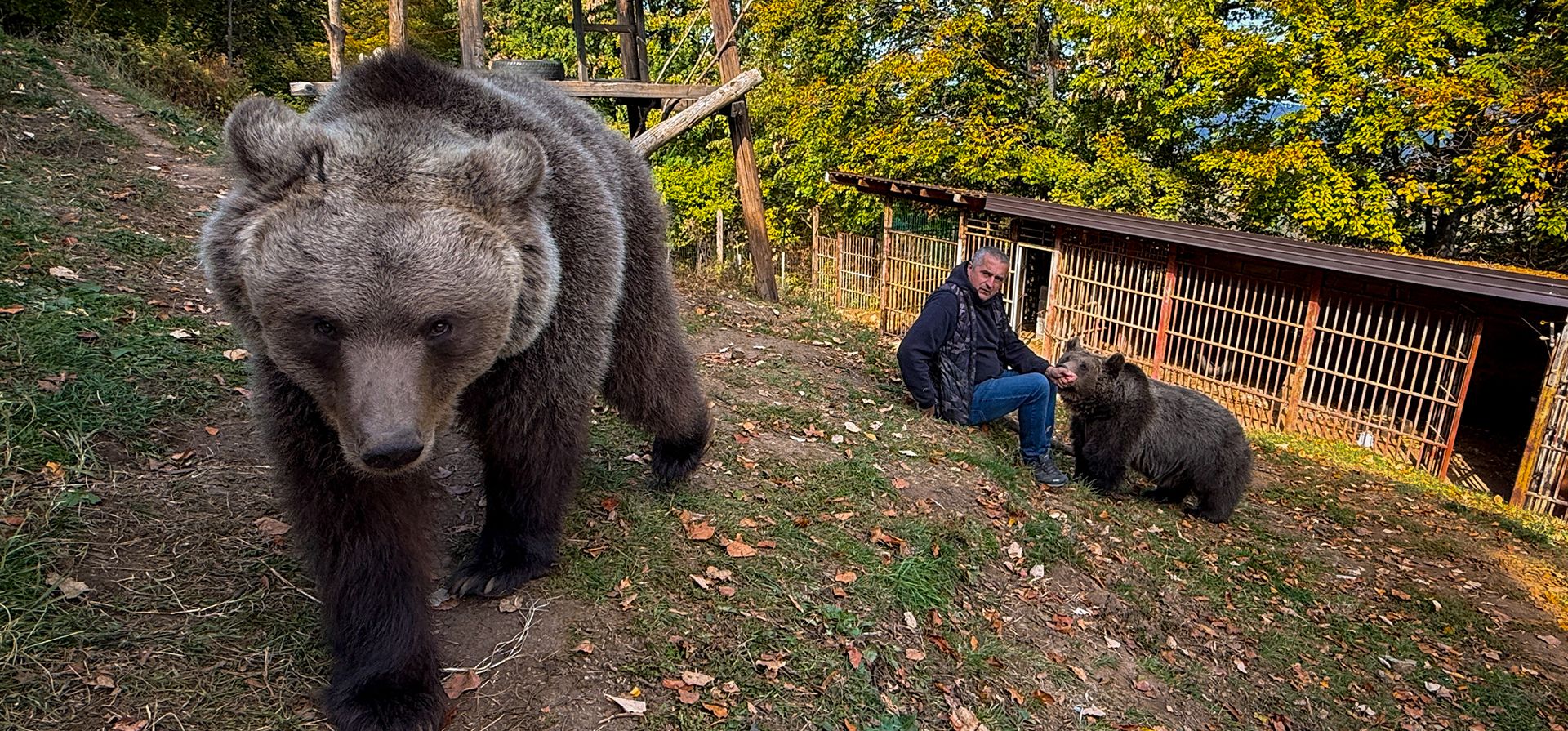 En esta foto tomada con un teléfono inteligente, Petar Pero Tubic aparece sentado junto a sus osas domesticadas, Masa (a la derecha) y Ljiubica, en el monte Ozren, cerca de la ciudad de Doboj, en Bosnia, el domingo 18 de octubre de 2026. (Foto AP/Eldar Emric) En esta foto tomada con un teléfono inteligente, Petar Pero Tubic aparece sentado junto a sus osas domesticadas, Masa (a la derecha) y Ljiubica, en el monte Ozren, cerca de la ciudad de Doboj, en Bosnia, el domingo 18 de octubre de 2026. (Foto AP/Eldar Emric)