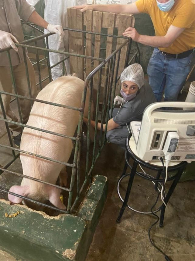 Destacan el éxito de los trasplantes de tejido de cerdo a diabéticos tipo 1
