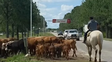 Alerta en la Ruta 1 por la crecida del río: advierten por presencia de ganado y fauna silvestre sobre la calzada