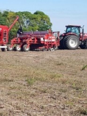 ¿Cuánto invirtieron los productores en la siembra?