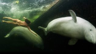 Una mujer nad&oacute; desnuda junto a belugas en los mares helados del Artico (fotogaleria)
