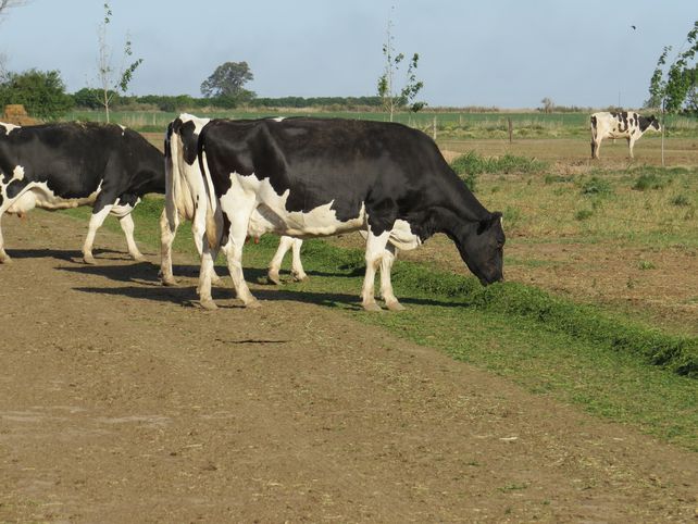 Qué proyecta Rabobank para la lechería argentina en 2022