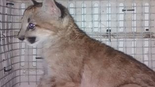 Personal de la Granja La Esmeralda rescató a un puma en López