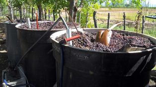 San Juan: una bodega elaborará harina de malbec para hacer panes, pasta y alfajores