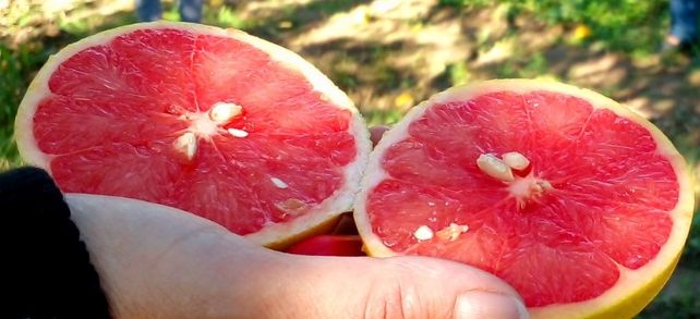 En la Argentina la plaga&nbsp; fue detectada a fines de 2010 en un lote comercial de pomelos en Formosa.