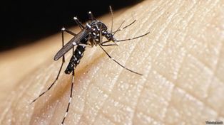 La OMS aseguró que el virus del Zika se propaga de forma explosiva en América
