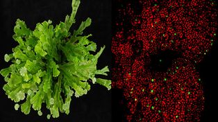 Genes que determinan el crecimiento de las plantas
