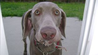 El primer viral de 2019: El entierro fallido de una mascota familiar