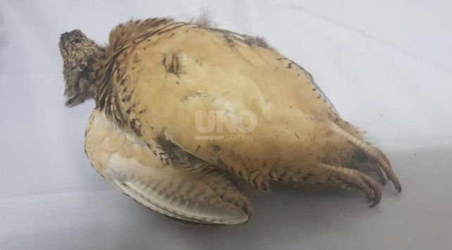 Los elementos secuestrados.